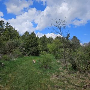 Een Groen Gebaar: Onze Samenwerking met Trees for All bij Zorgwol