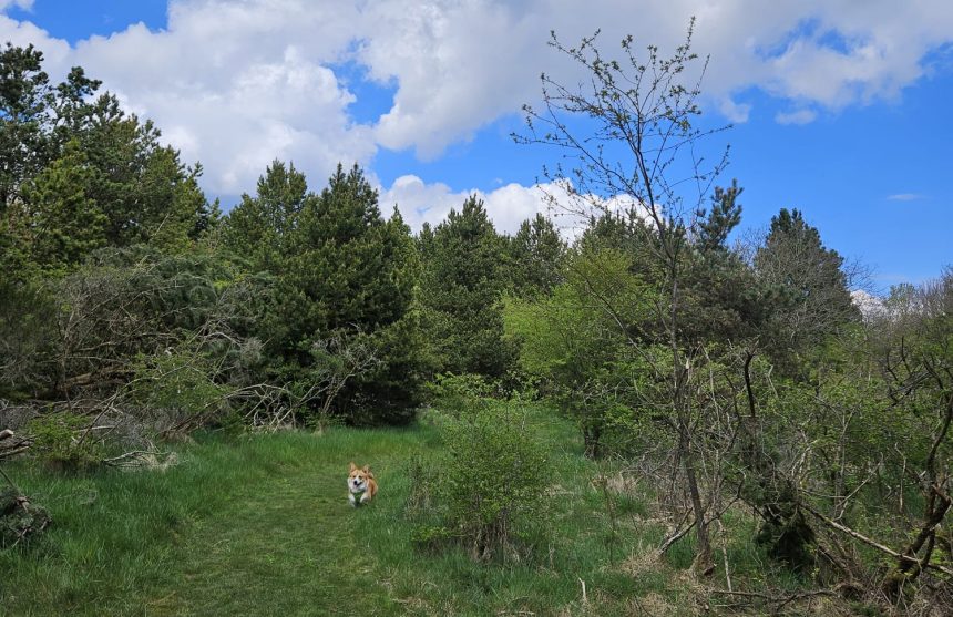 Afbeelding van WhatsApp op 2024-05-05 om 21.05.53_9b9e6636 Een Groen Gebaar: Onze Samenwerking met Trees for All bij Zorgwol