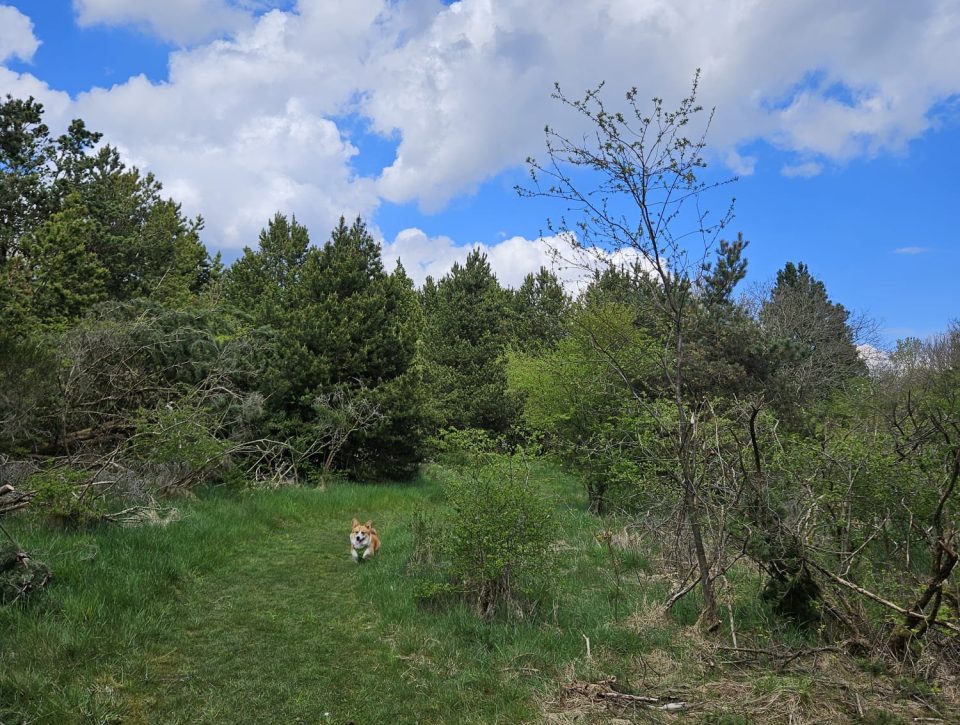 Een Groen Gebaar: Onze Samenwerking met Trees for All bij Zorgwol