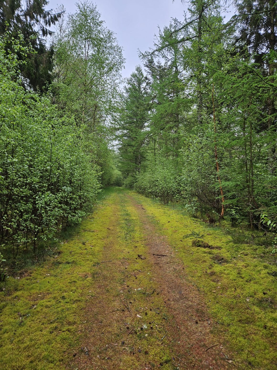 wandeling Ontdek de natuurlijke kracht van WandelWol: Comfort op elke stap!