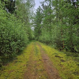 Ontdek de natuurlijke kracht van WandelWol: Comfort op elke stap!