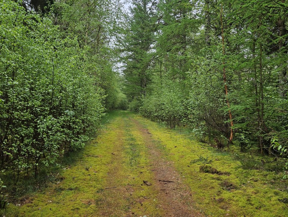 Ontdek de natuurlijke kracht van WandelWol: Comfort op elke stap!