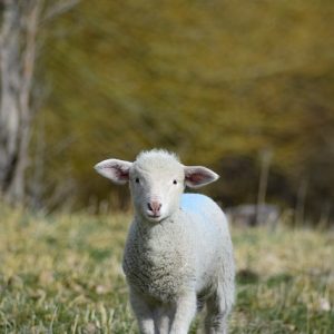 animal-4659214_640 heilwol