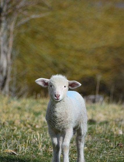 animal-4659214_640 heilwol