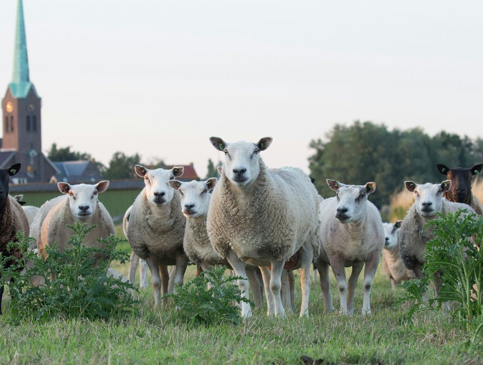 Zorgwol-Blog-Lanoline Zorgwol Blog Lanoline