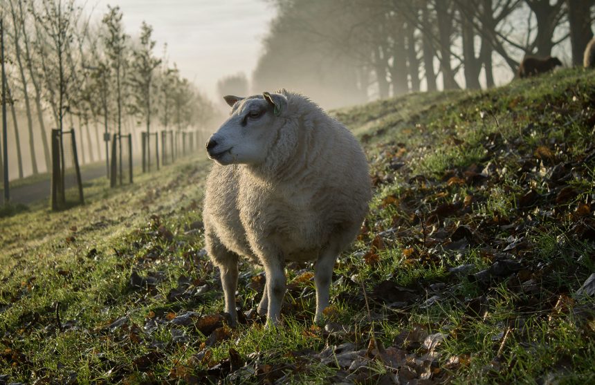 Zorgwol-Blog-Mulesing Mulesing - Zorgwol