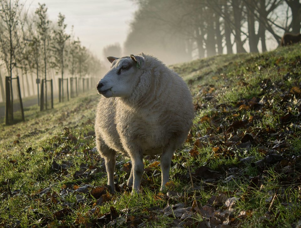 Zorgwol-Blog-Mulesing Mulesing - Zorgwol