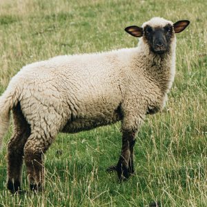 Duitse Rasschapen - Zorgwol