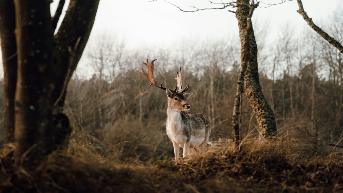De Hoge Veluwe Header
