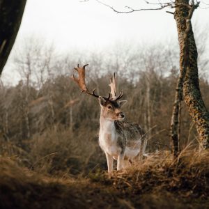 De Hoge Veluwe Header