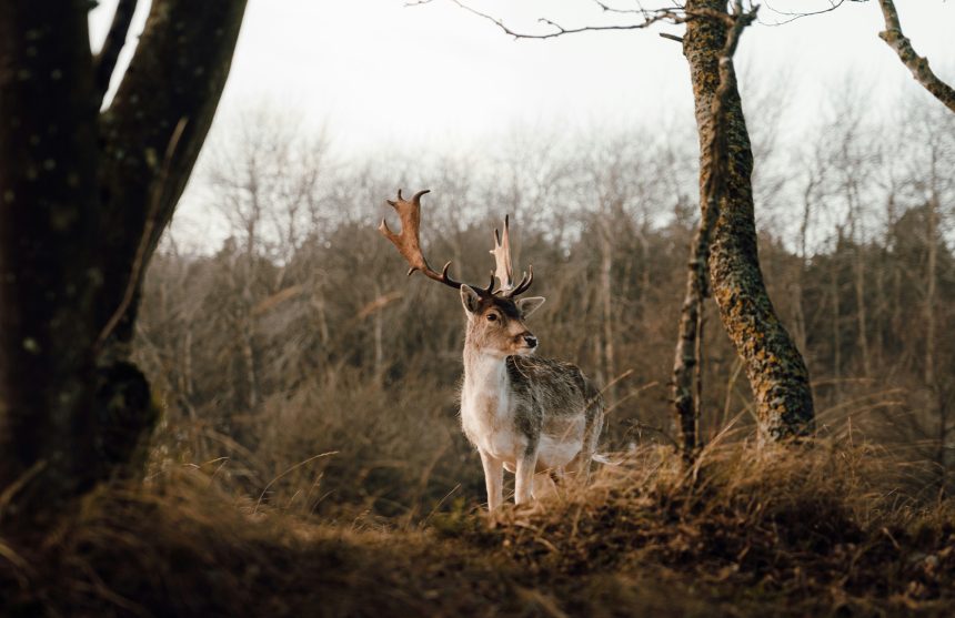Zorgwol-Hoge-Veluwe-Blog De Hoge Veluwe Header