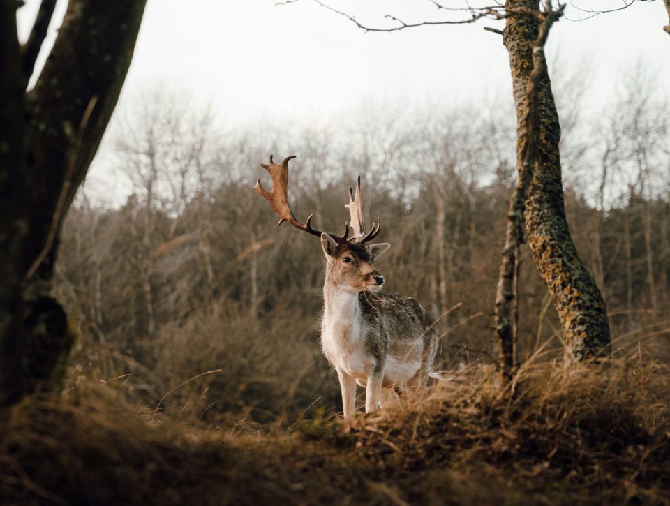 Zorgwol-Hoge-Veluwe-Blog De Hoge Veluwe Header