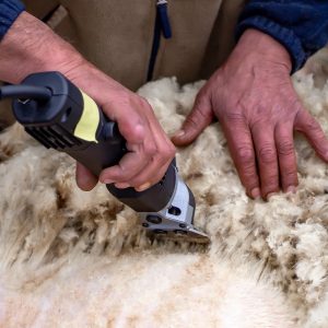 Diervriendelijk scheren van een schaap - Zorgwol