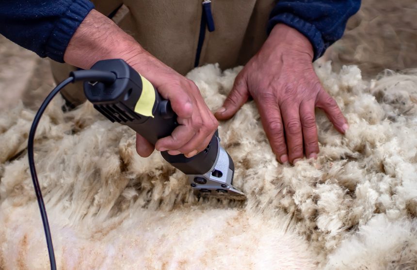 Zorgwol-diervriendelijk-scheren-van-een-schaap Diervriendelijk scheren van een schaap - Zorgwol