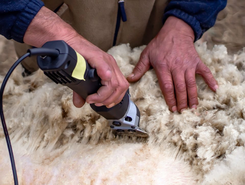 Zorgwol-diervriendelijk-scheren-van-een-schaap Diervriendelijk scheren van een schaap - Zorgwol