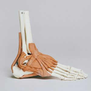 Anatomie van de voet - Zorgwol
