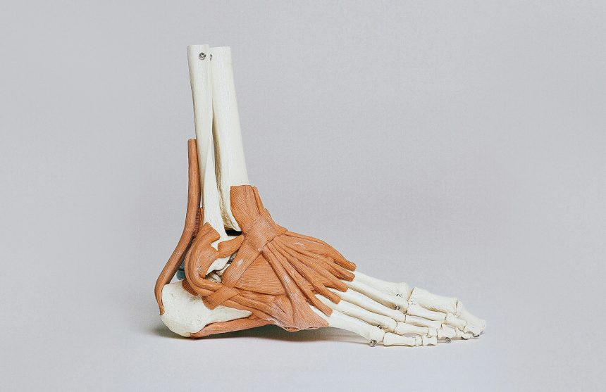 Anatomie-van-de-voet---Zorgwol Anatomie van de voet - Zorgwol