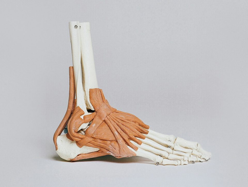 Anatomie van de voet - Zorgwol