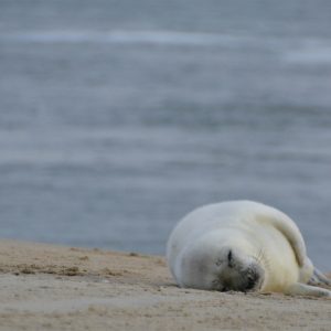 Vlieland - Zorgwol