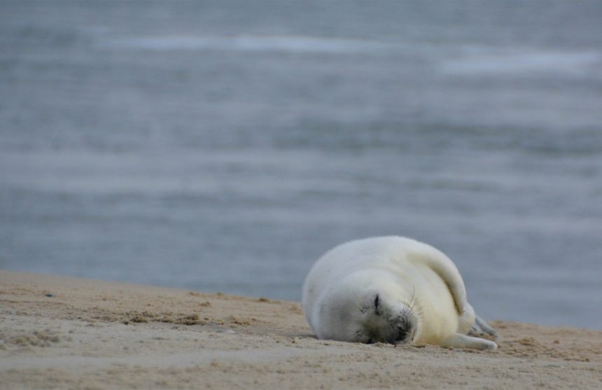 Zorgwol-Blog-Vlieland Vlieland - Zorgwol