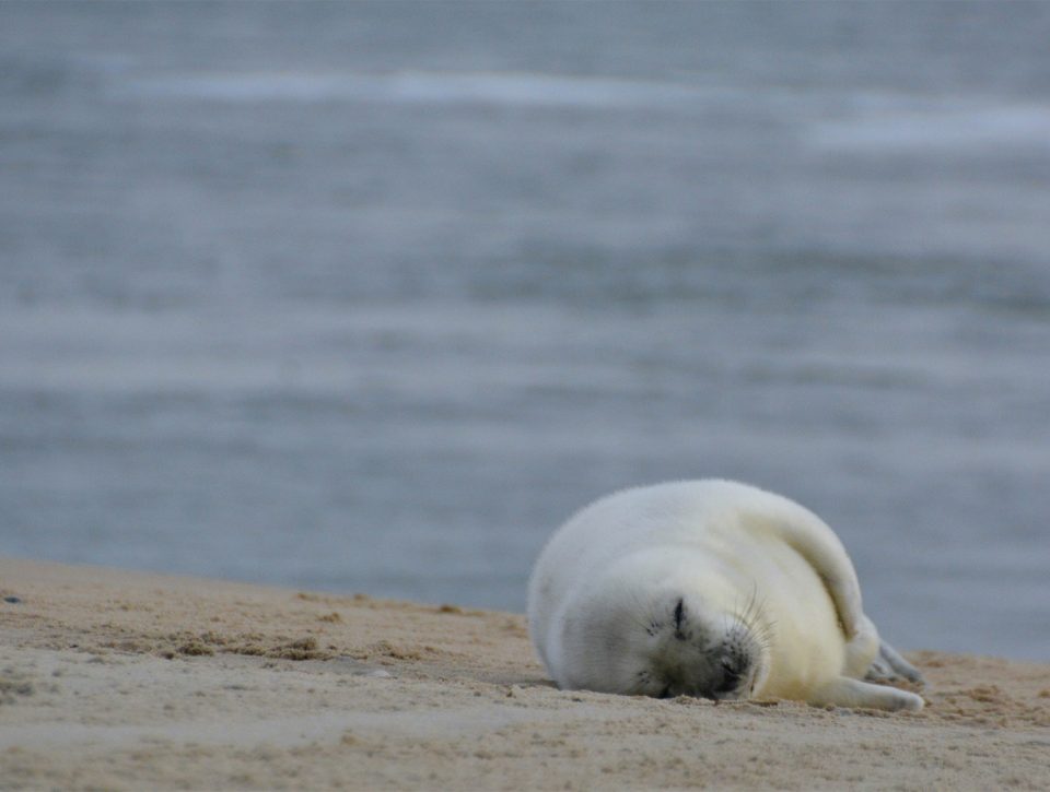 Vlieland - Zorgwol
