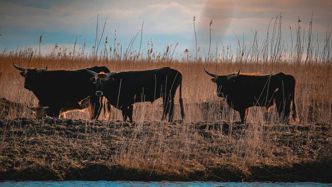 Oostvaardersplassen - Zorgwol