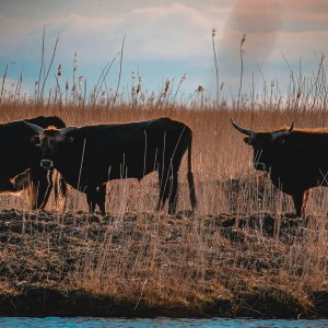 Oostvaardersplassen - Zorgwol