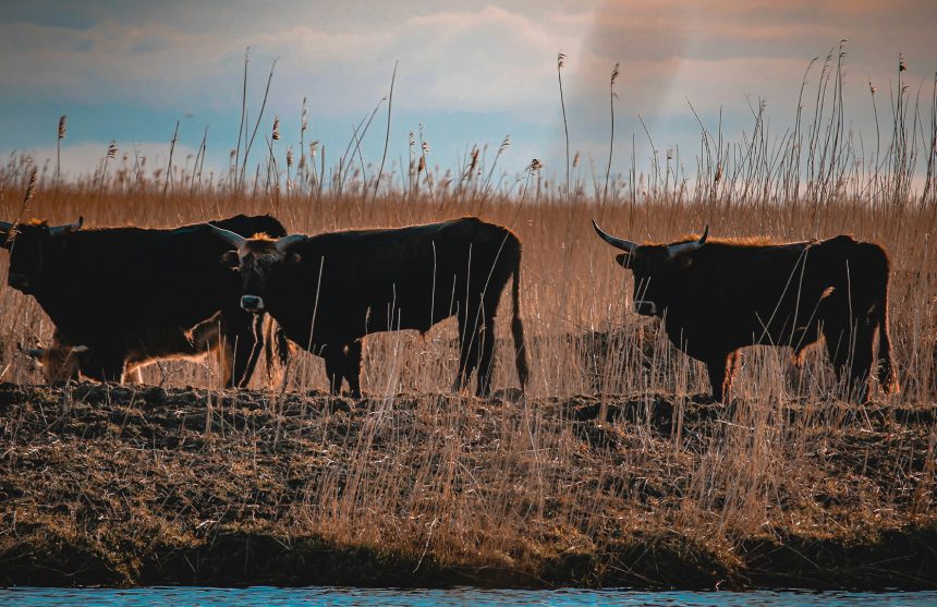 Zorgwol-Oostvaardersplassen Oostvaardersplassen - Zorgwol