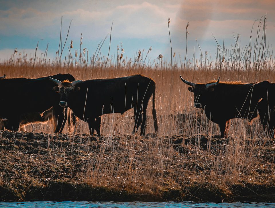 Oostvaardersplassen - Zorgwol