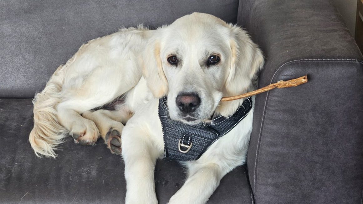 Bumpie-de-knuffelkiller-Zorgwol Bumpie de knuffelkiller Zorgwol.nl