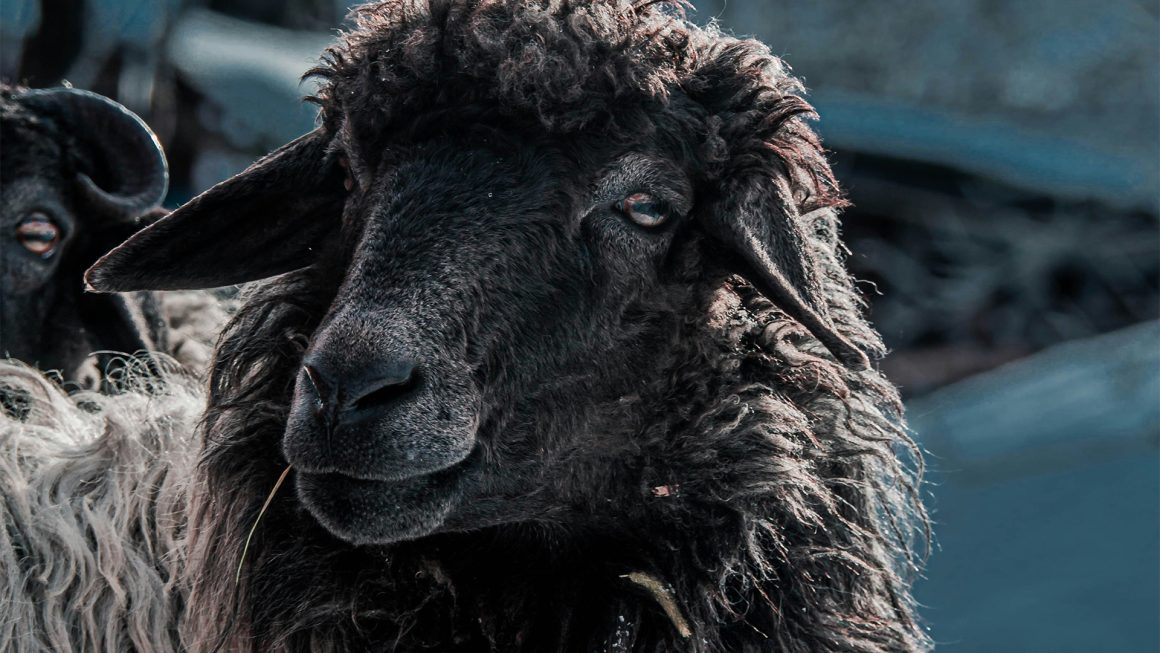 Het zwarte schaap Zorgwol