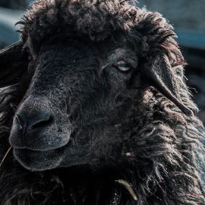 Het zwarte schaap Zorgwol