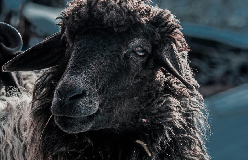 Het-zwarte-schaap-Zorgwol Het zwarte schaap Zorgwol