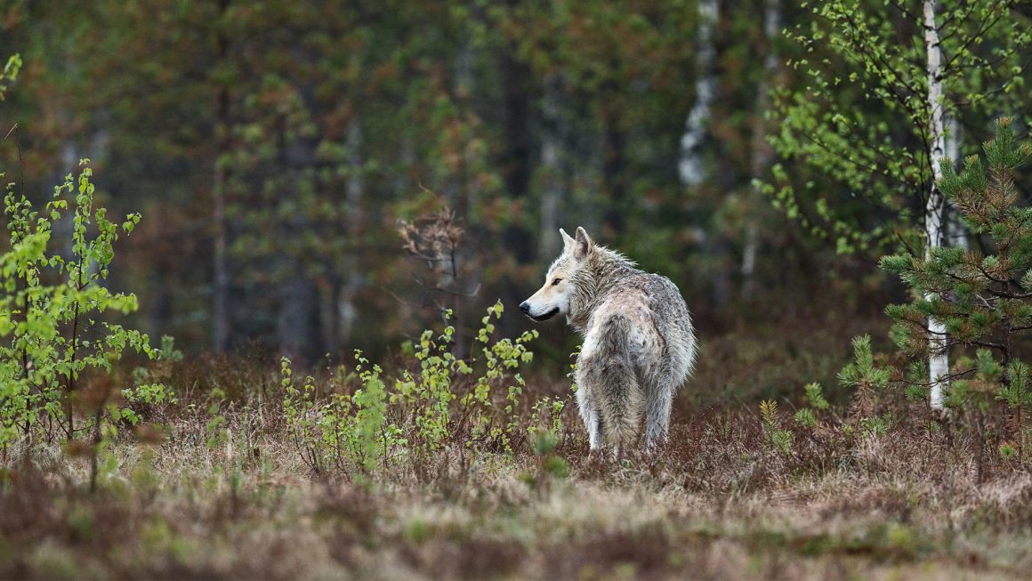 Wolven-en-wandelen-in-Nederland-Zorgwol Wolven en wandelen in Nederland Zorgwol