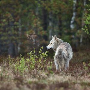 Wolven en wandelen in Nederland Zorgwol