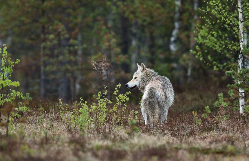 Wolven-en-wandelen-in-Nederland-Zorgwol Wolven en wandelen in Nederland Zorgwol