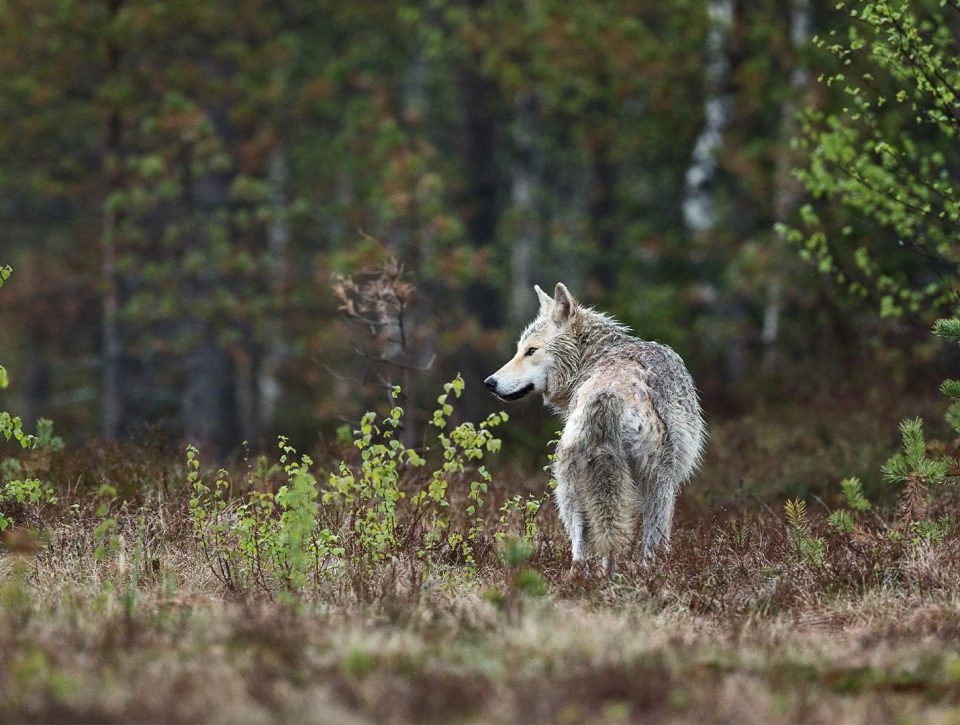 Wolven en wandelen in Nederland Zorgwol
