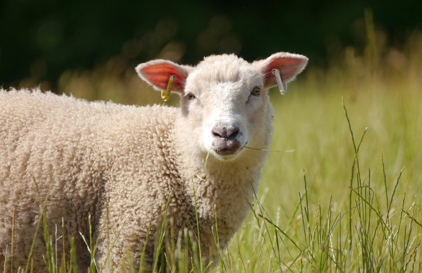 sheep-8106018_1280 Waarom babybillen ook wel wat wol kunnen gebruiken